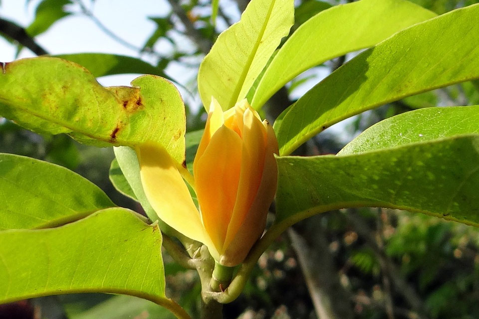 Цветок магнолии длиннозаострённой / Magnolia acuminata