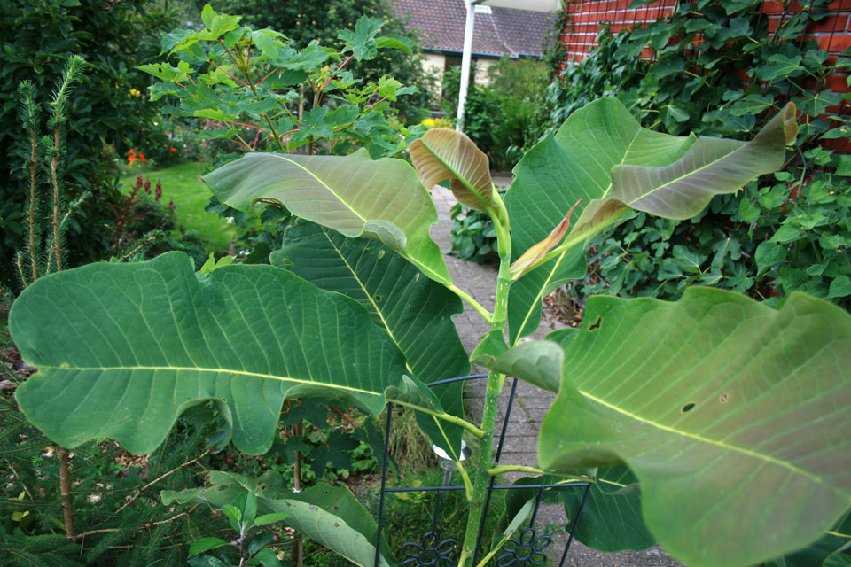 Magnolia macrophylla_28aug12_www.florapassionis.com