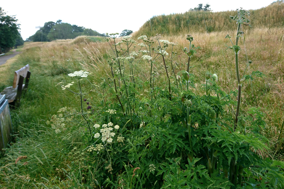 Борщевик обыкновенный (Heracleum sphondylium) растет на старой крепости