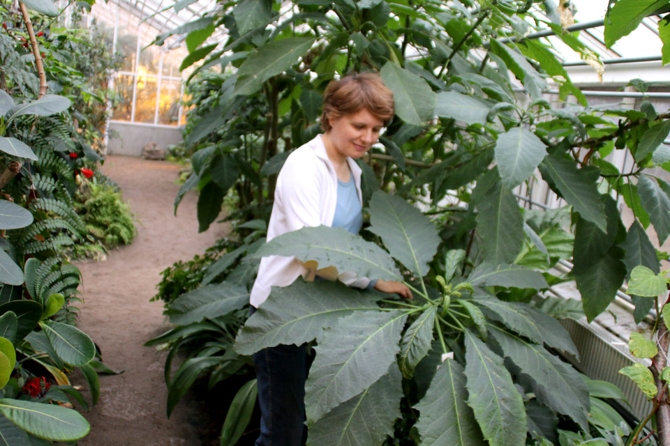 Древесная бругмансия / Brugmansia arborea