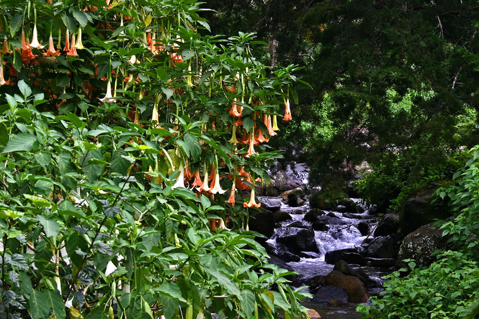 Brugmansia versicolor - бругмансия разноцветная (Brugmansia versicolor)