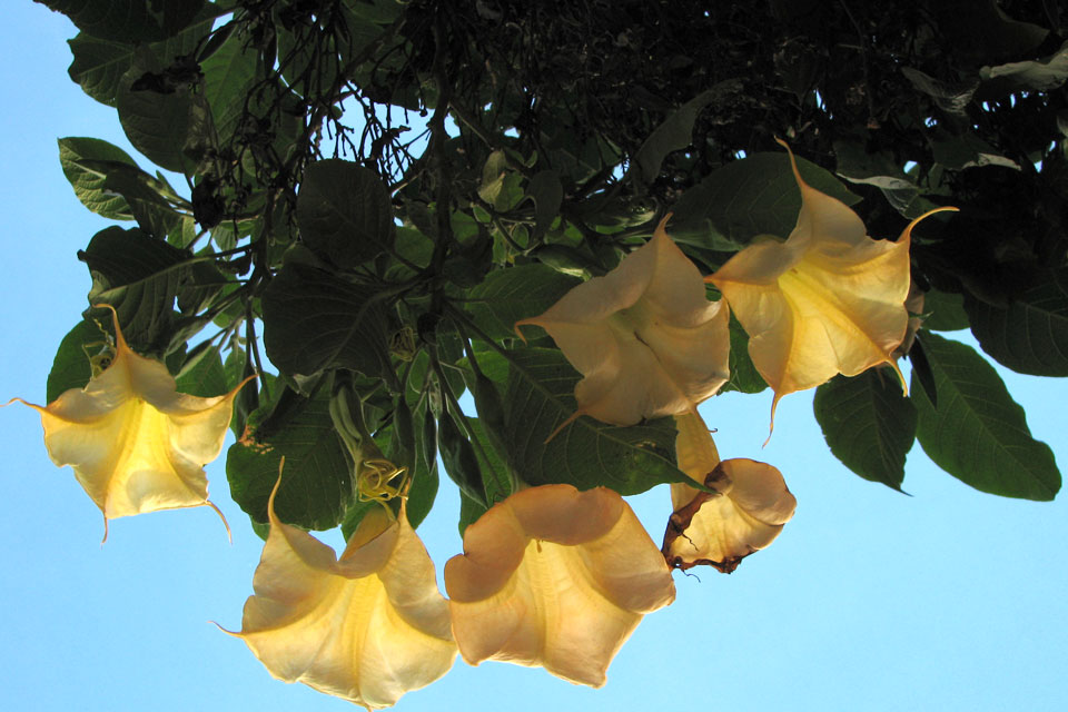 Золотистая бругмансия / Brugmansia aurea