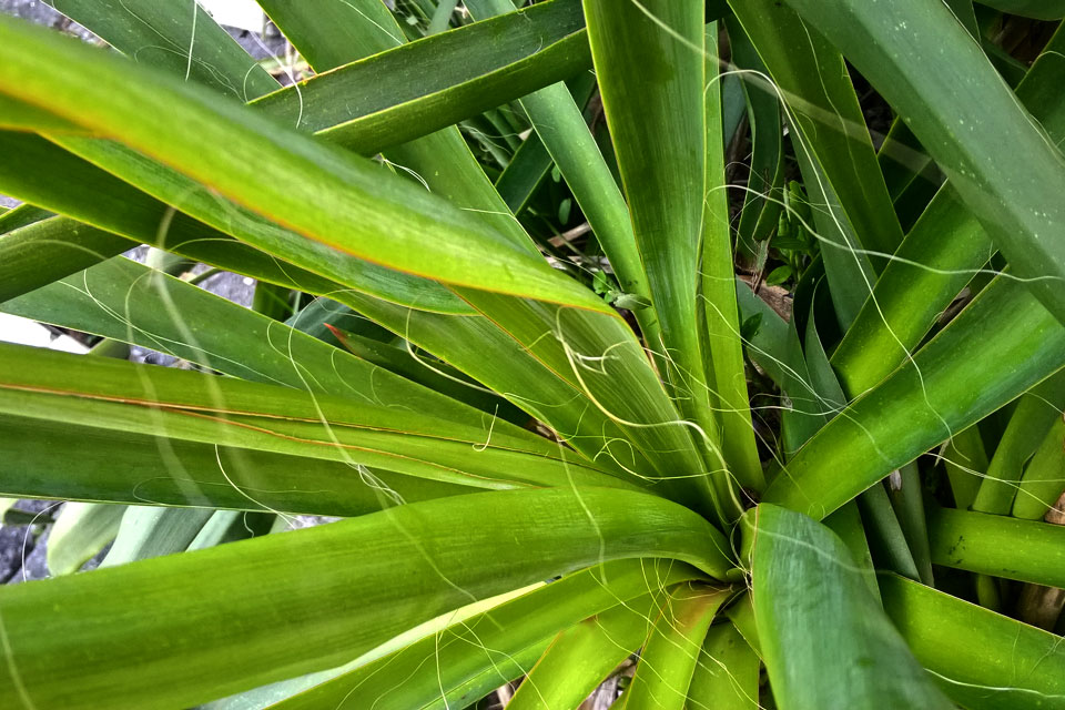 Юкка Нитчатая (лат. Yucca filamentosa)