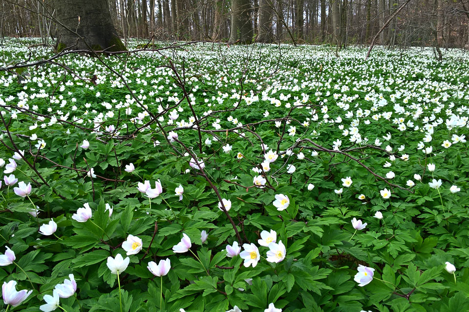 Ветреница дубравная / Anemone nemorosa в лесу Риисков, Дания