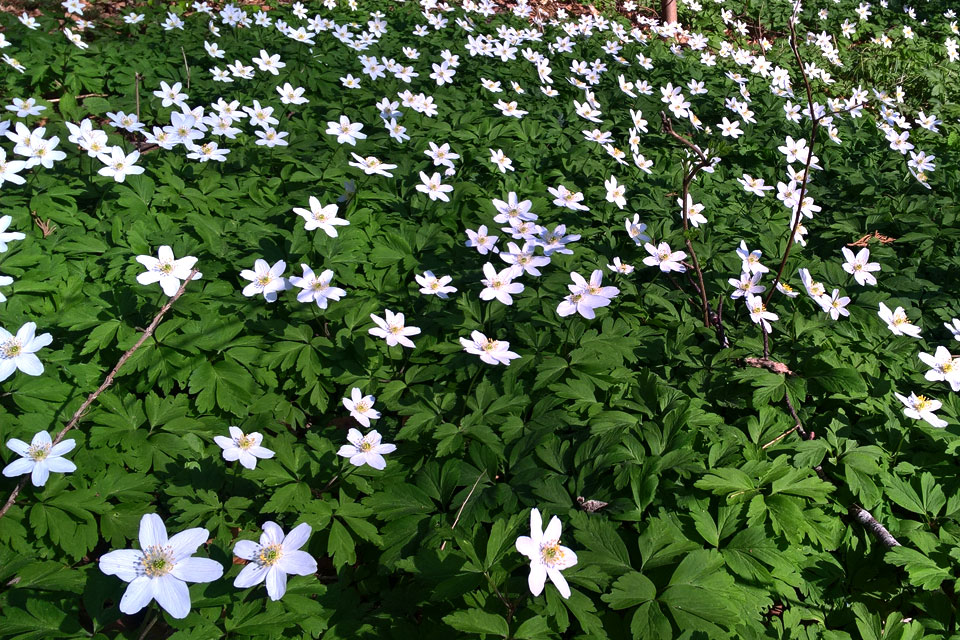 Ветреница дубравная / Anemone nemorosa в лесу Марселисборгсков, Дания