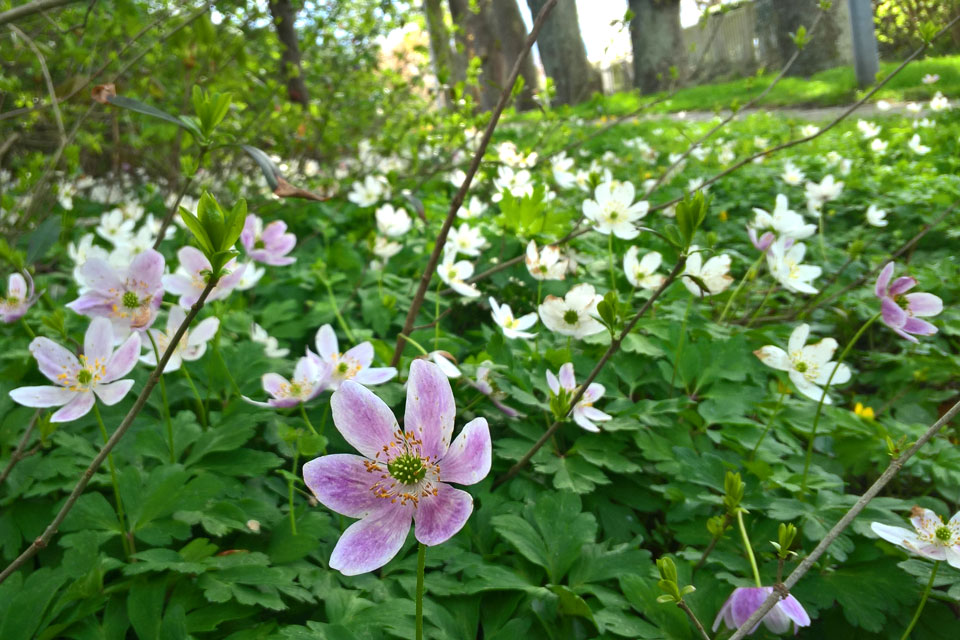 Ветреница дубравная (дат. Hvid anemone, лат. Anemone nemorosa) 