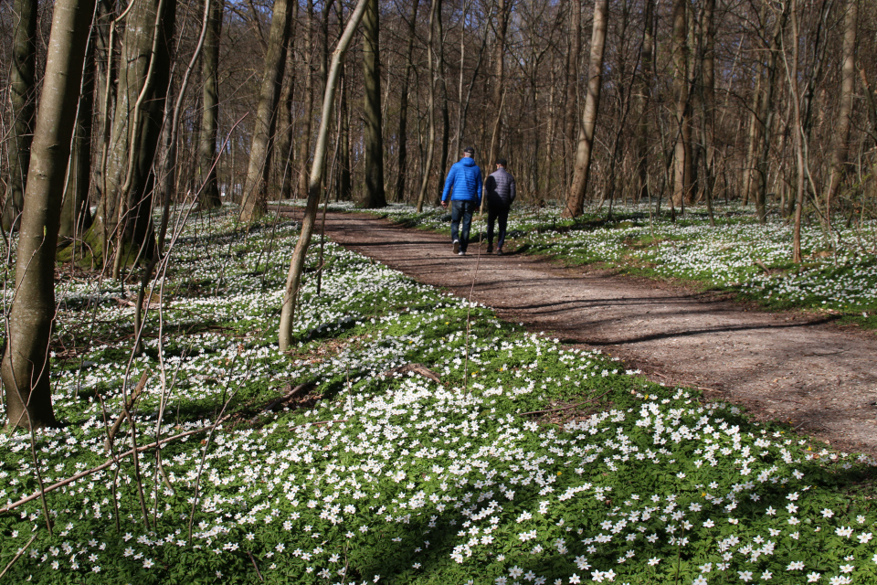 Белоснежный ковер из ветреницы. Фото 7 апр. 2020, лес Хёррет /Hørret skov, г. Орхус / Aarhus, Дания