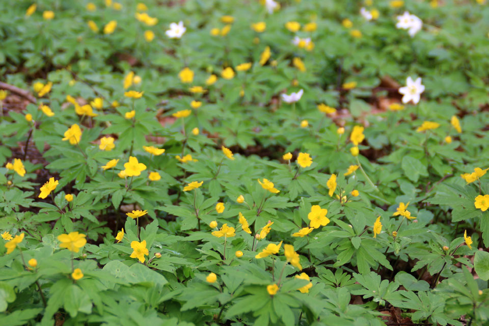 Ветреница лютиковидная (дат. gul anemone, лат. Anemone ranunculoides).