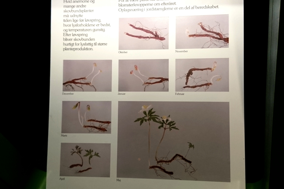 Ветреница дубравная - с октября до мая. Информационный плакат на выставке в музее естественной истории г. Орхус, Дания. Фото 29 авг. 2021