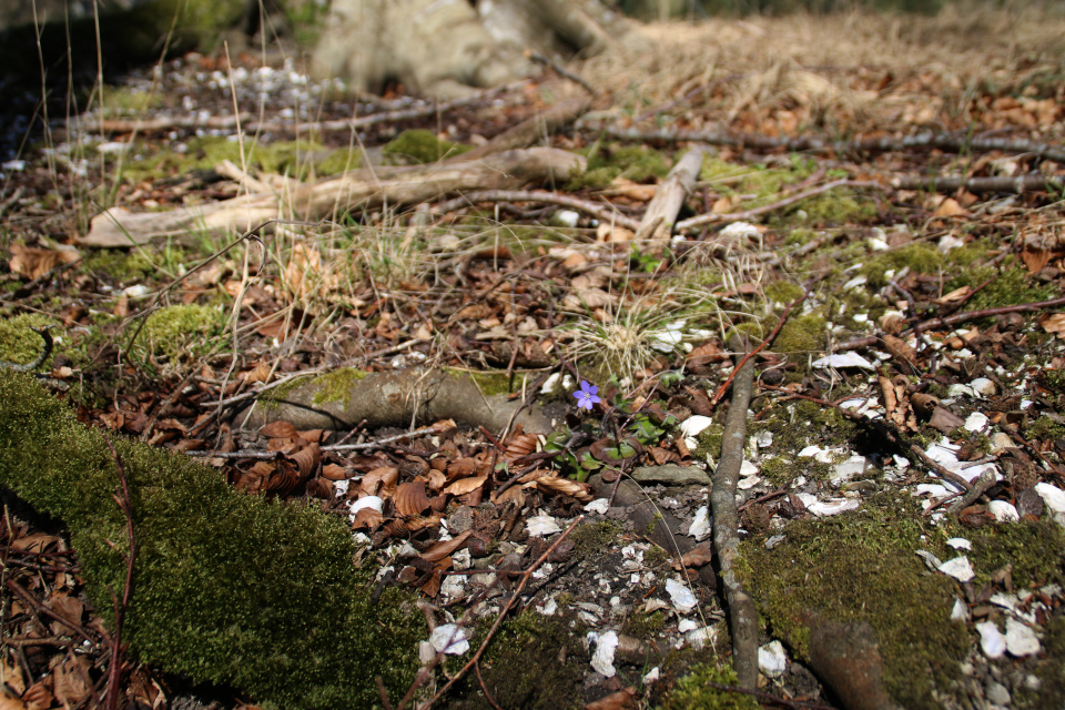 Печёночница благородная дания (дат. blå anemone, лат. Hepatica nobilis