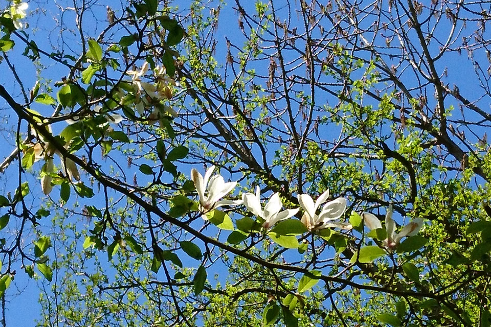 Magnolia salicifolia Иволистная магнолия 