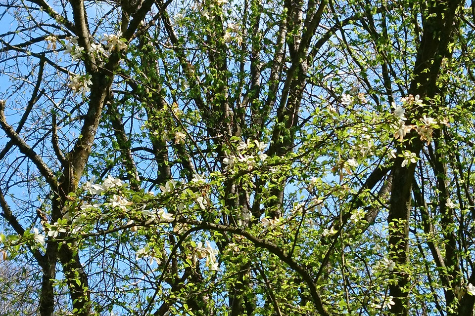 Magnolia salicifolia Иволистная магнолия