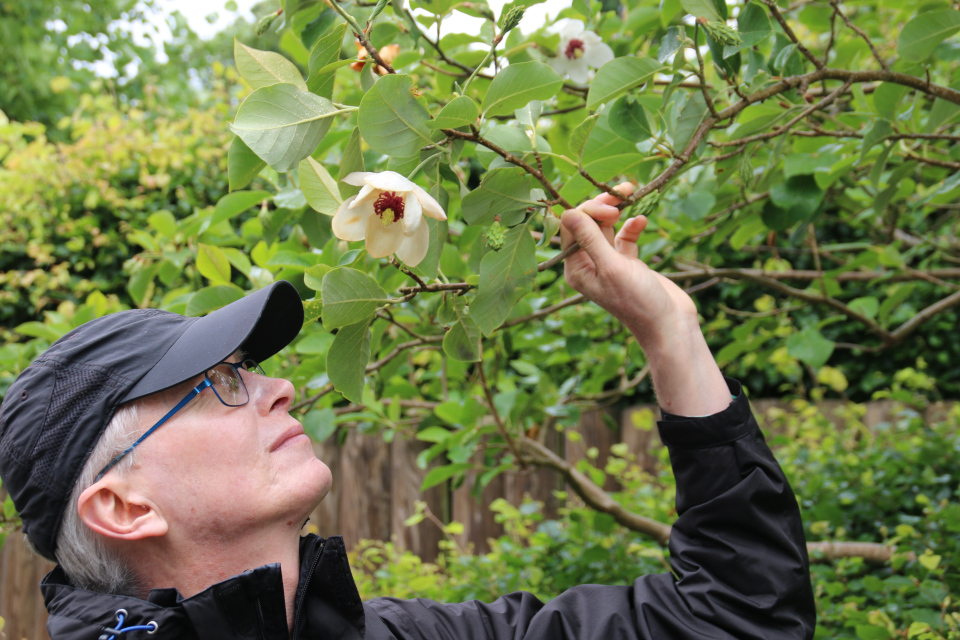 Магнолия Зибольда (лат. Magnolia sieboldii, дат. Åkandemagnolia)