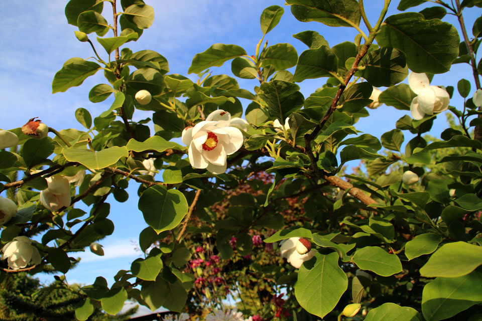 Магнолия Зибольда (Magnolia sieboldii