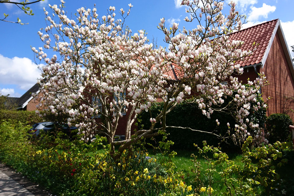 Магнолия Суланжа Magnolia soulangeana