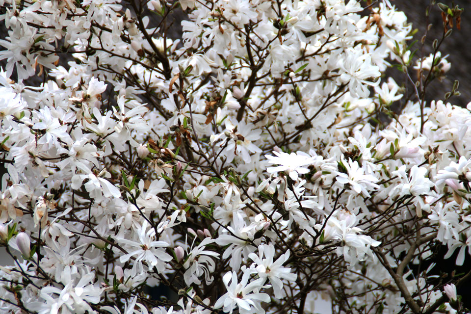 Магнолия звездчатая Magnolia stellata 