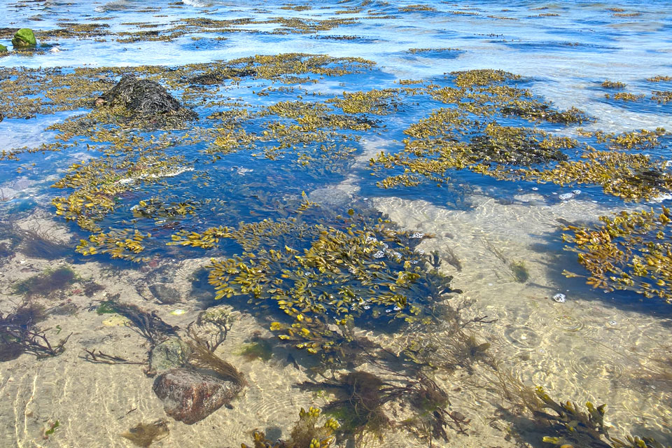 Фукус пузырчатый (датс. Blæretang, лат. Fucus vesiculosus) 