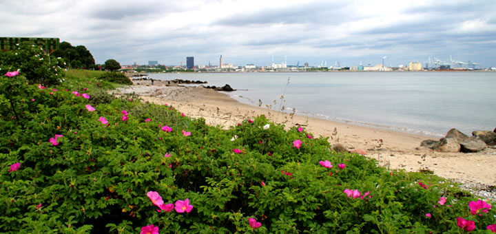 Роза морщинистая Rosa rugosa Rynket rose _marselisborgstrand_aarhus