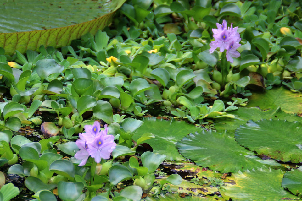 Эйхорния отличная / водяной Гиацинт (Eichhornia crassipes)