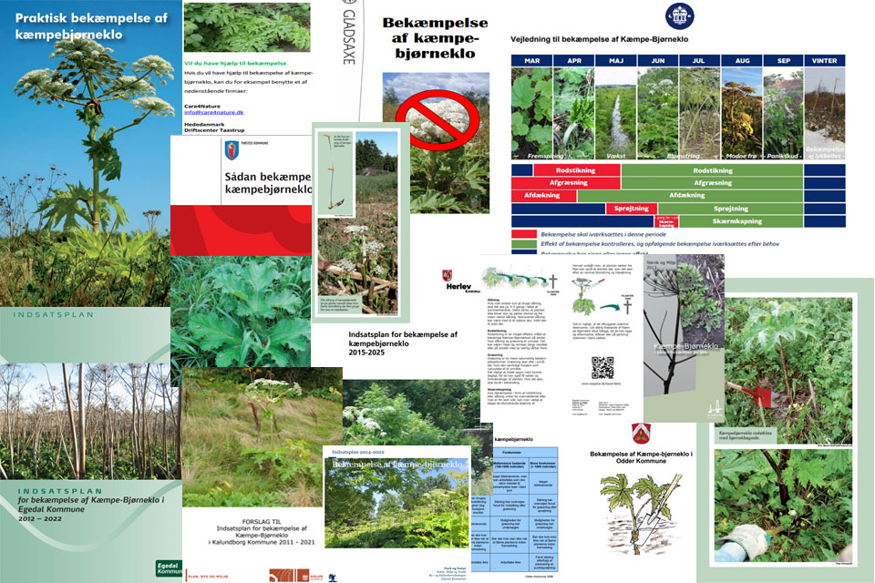 Борьба с борщевиками в Дании