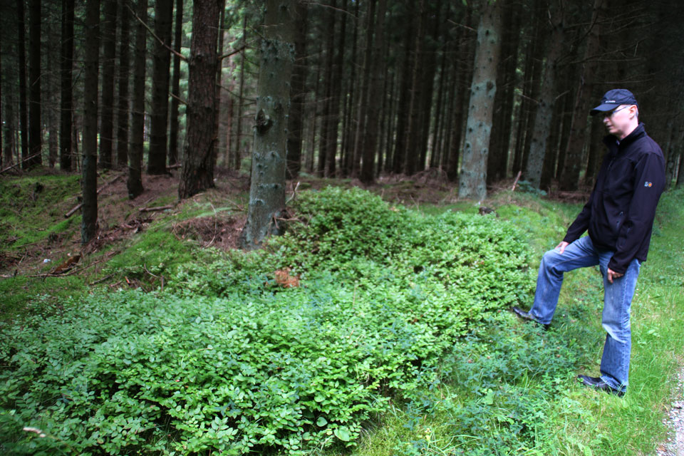 Кустики черники обыкновенной (Vaccinium myrtillus) 