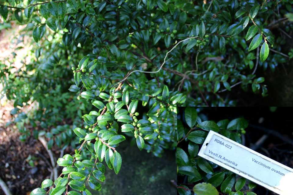 Голубика узколистная (Vaccinium angustifolium)