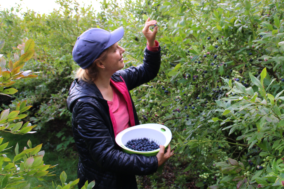 Ягоды коммерческих сортов голубики высокорослой (Vaccinium corymbosum)