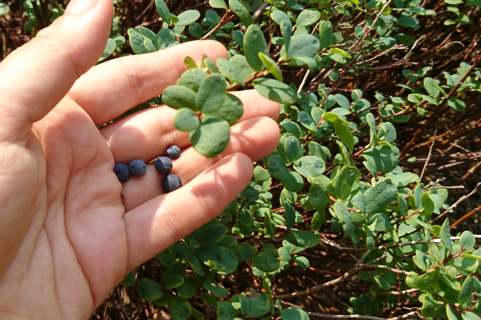 Ягоды голубики обыкновенной (лат. Vaccinium uliginosum) - дикорастущего растения