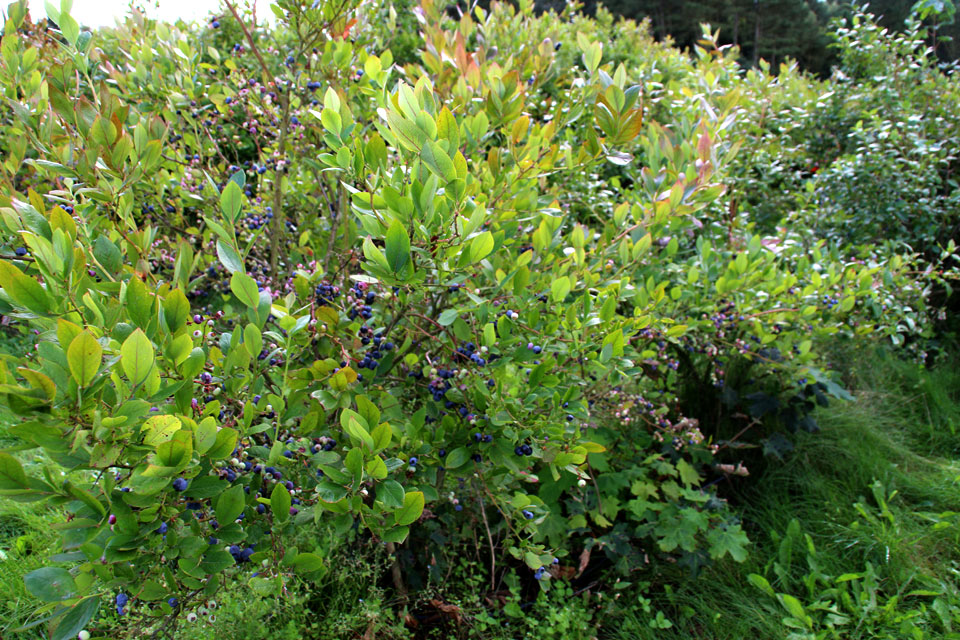 Голубика высокорослая (Vaccinium corymbosum) 