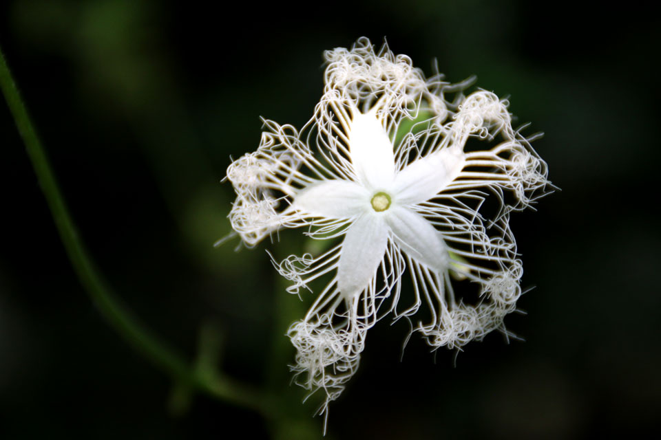 Trichosanthes cucumerina Трихозант змеевидный