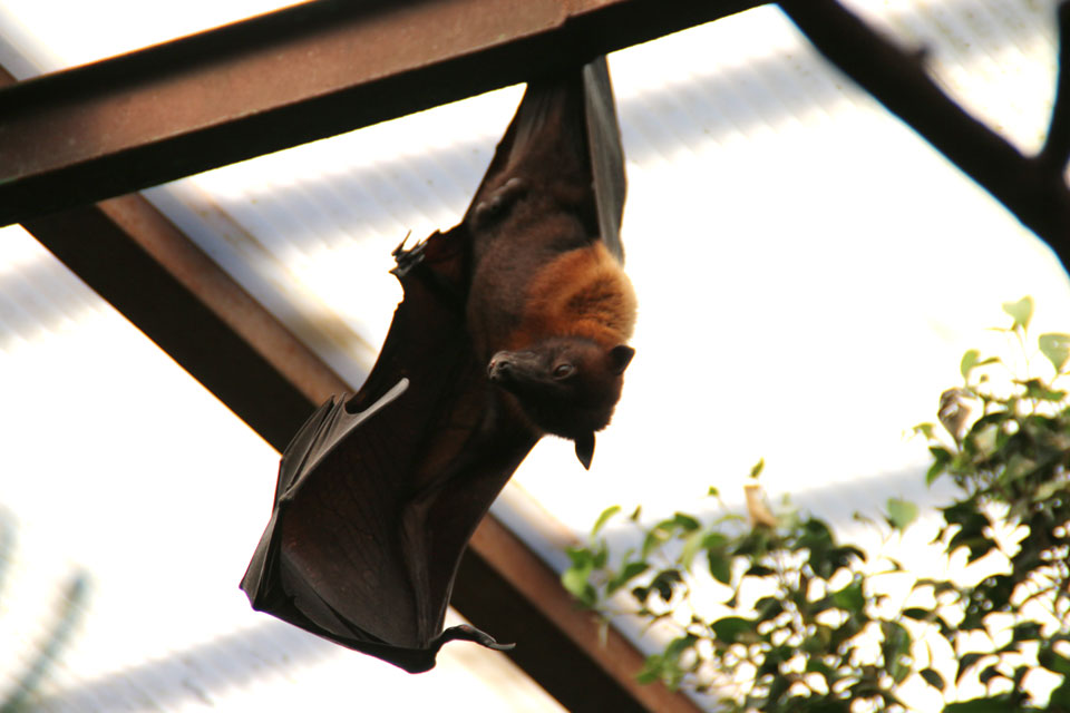 Indian flying fox Индийская летучая лисица Pteropus giganteus www.florapassionis.com