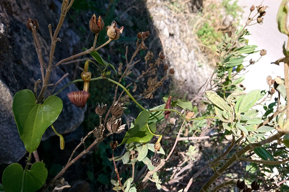 Кирказон, или Аристолохия (Aristolochia sempervirens)