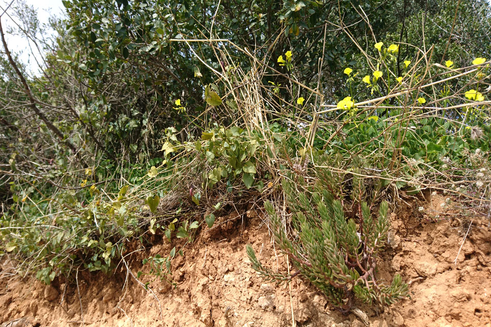 Очиток очитковидный (лат. Sedum sediforme)