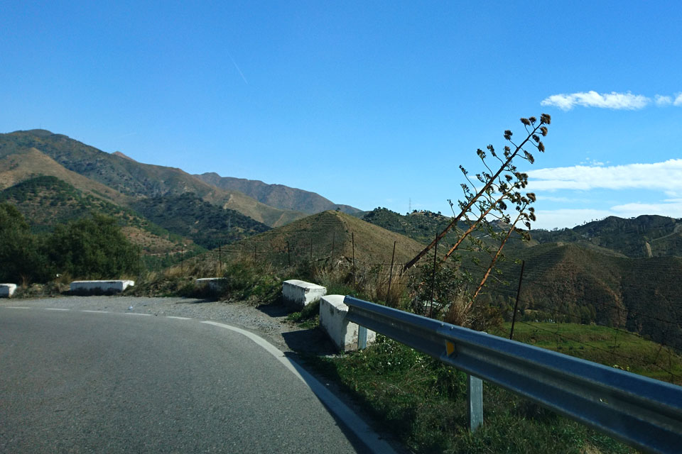 Агава Американская (Agave americana)