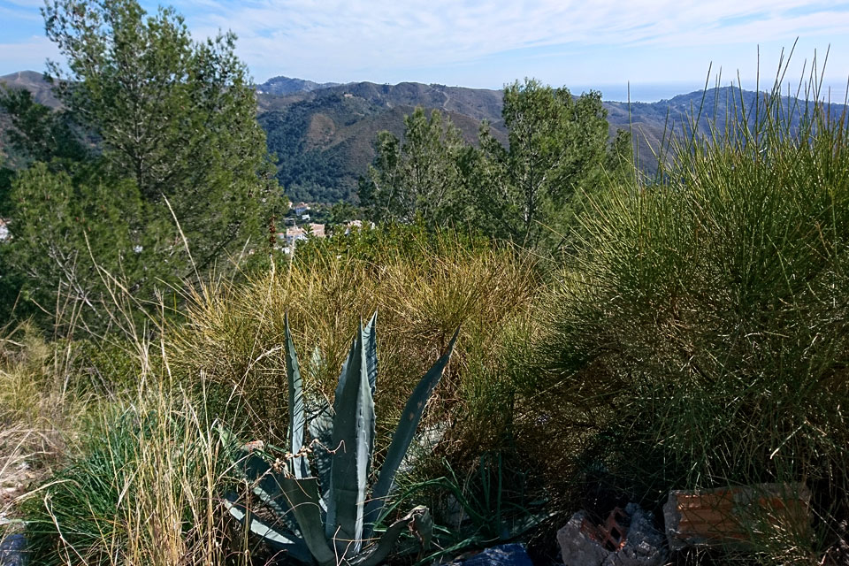 Агава Американская (Agave americana)