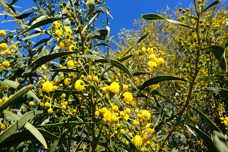 Акация стойкая (Acacia Retinodes)