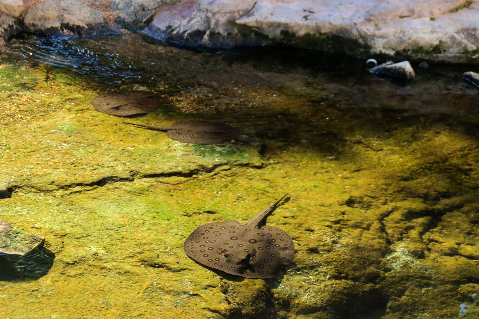 Глазчатый хвостокол (Potamotrygon motoro) 