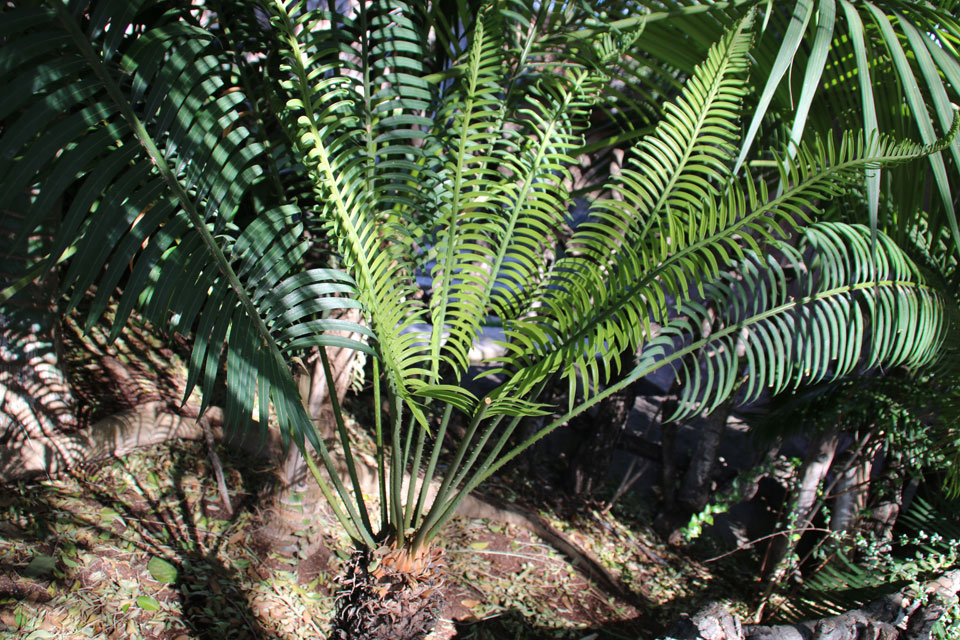  Диоон спинулозум (Dioon spinulosum) в биопарке Фуэнхиро