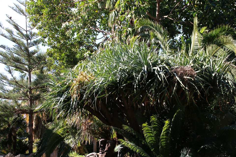 Экзотические растения в парке Фуэнхирола : Драцена драконовая (Dracaena draco) с плодами, Араукария разнолистная (Araucaria heterophylla), Фикус микрокарпа (Ficus microcarpa), Фото 13 фев. 2018, биопарк Фуэнхирола, Испания