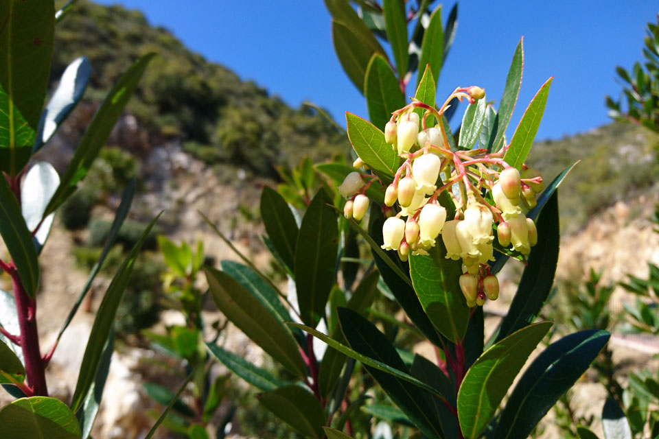 Цветы земляничного дерева (Arbutus unedo)