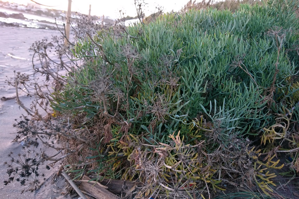 Критмум морской (Crithmum maritimum) - украшение берега. Фото 17 фев. 2018. Берег Эль Фаро, Испания.