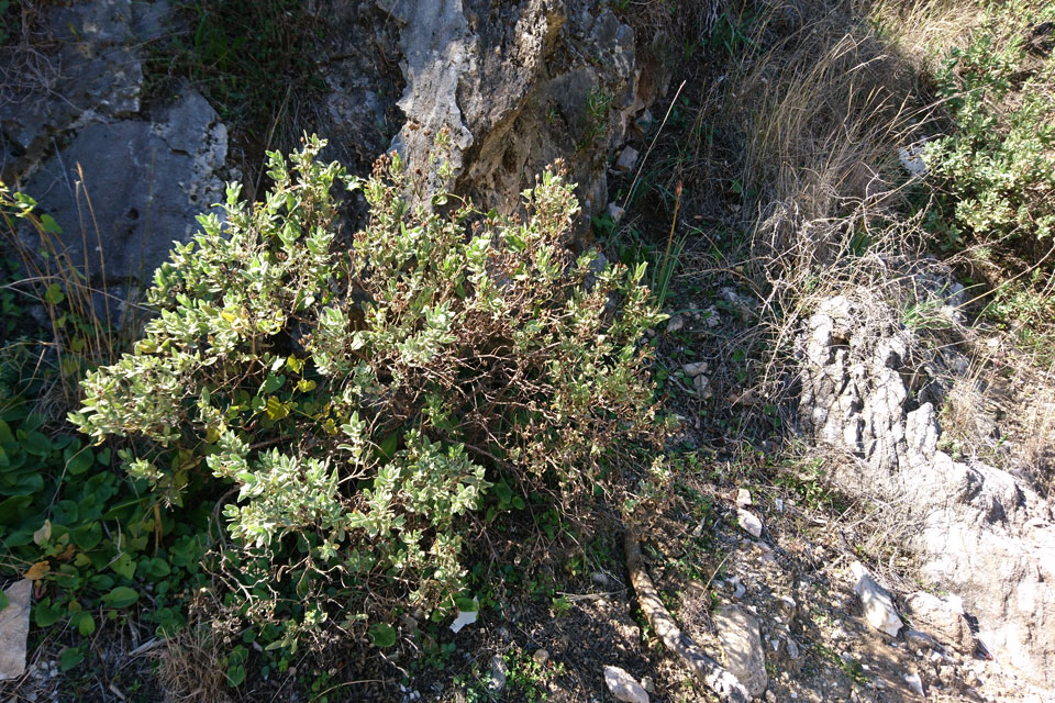 Ладанник шалфеелистный (Cistus salviifolius)