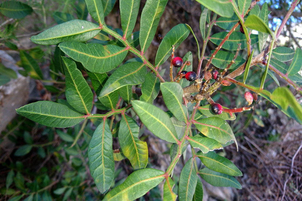 Мастиковое дерево (Pistacia lentiscus) с плодами