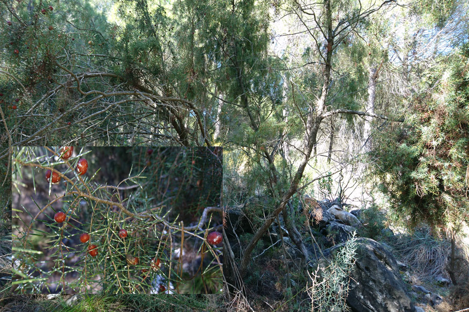 Можжевельник колючий или красный (Juniperus oxycedrus)