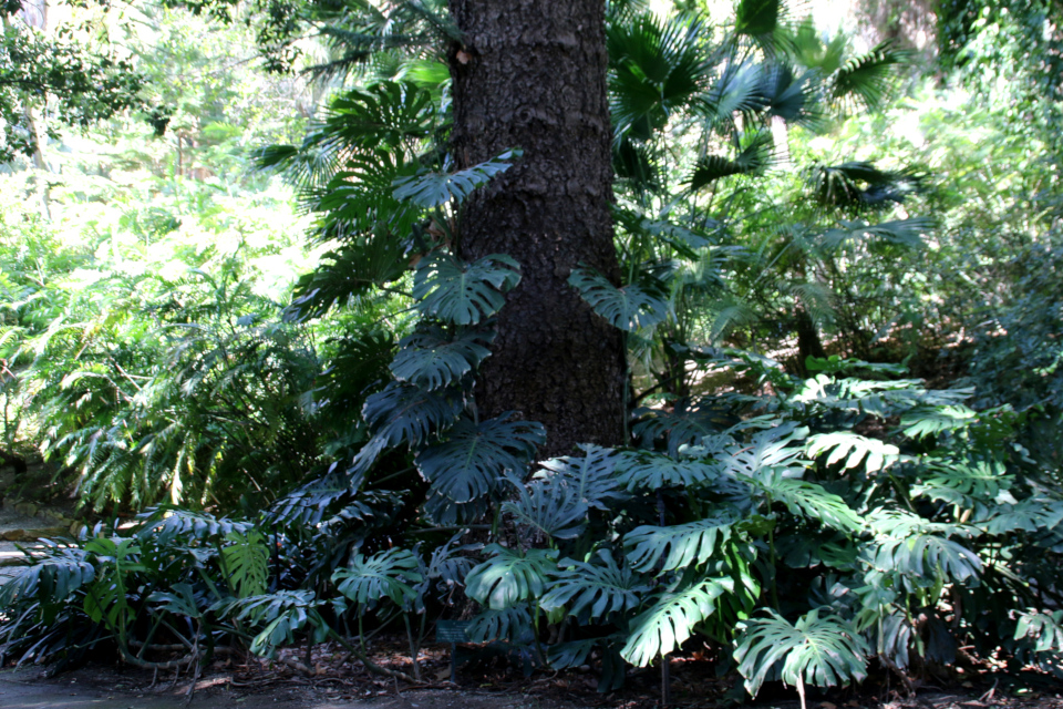 Монстера в ботаническом саду Малага Jardin BotanicoConcepcion 16 фев2018 www.florapassionis.com