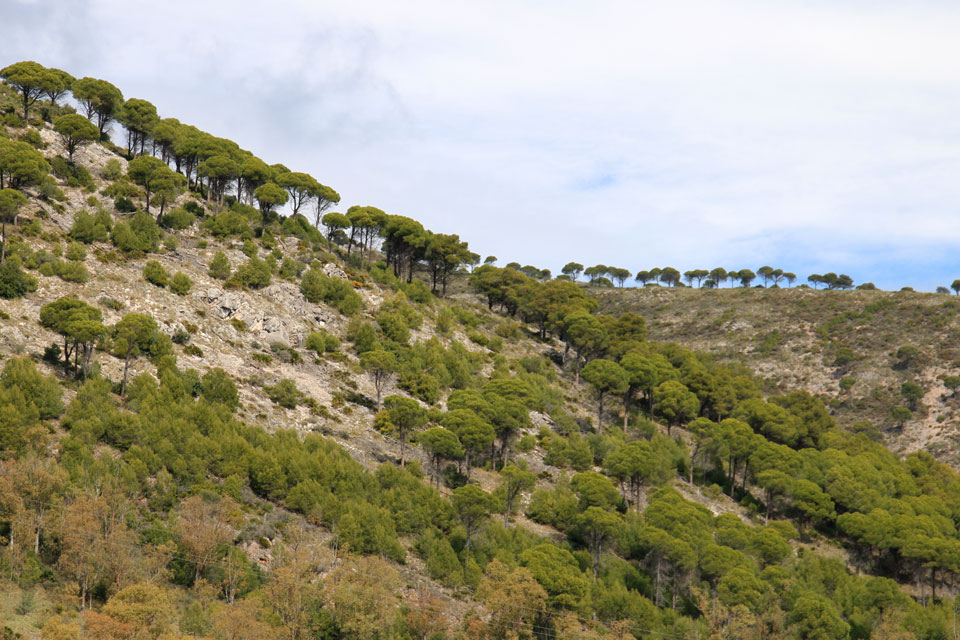 Сосны Пиния (Pinus pinea)