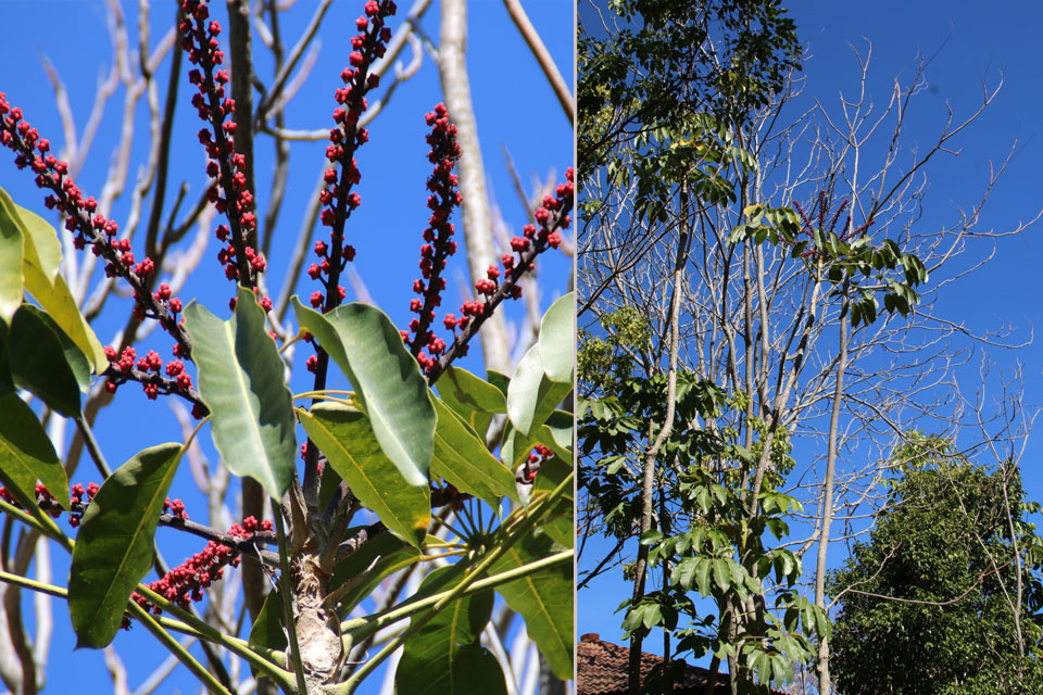 Шеффлера лучелистная (Schefflera actinophylla)