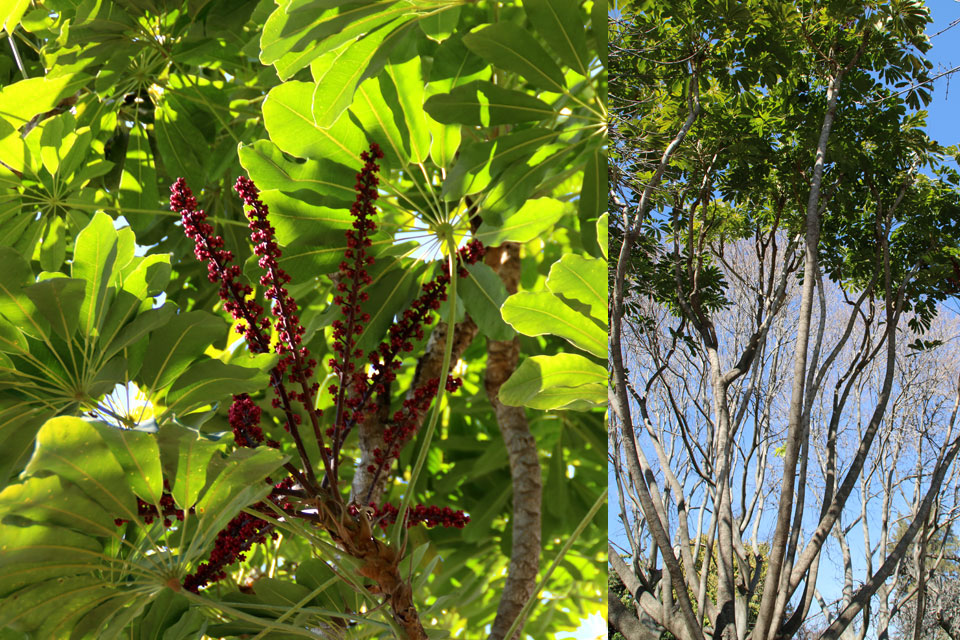 Шеффлера лучелистная (Schefflera actinophylla)