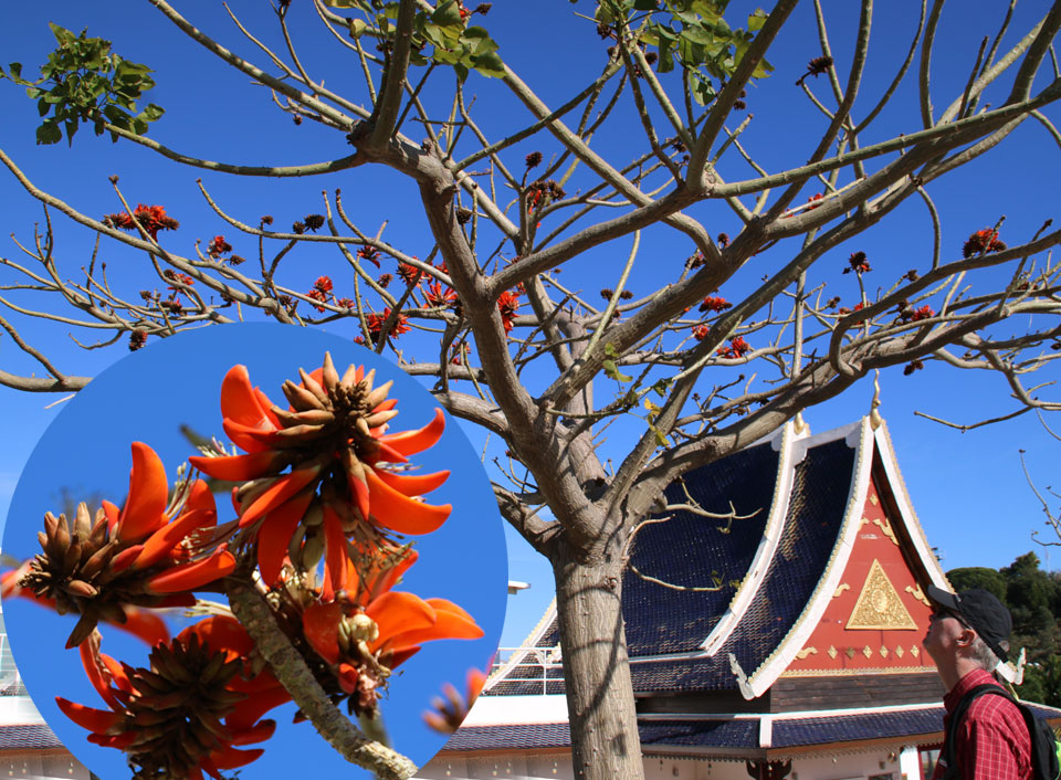 Эритрина свободнотычинковая (Erythrina lysistemon)