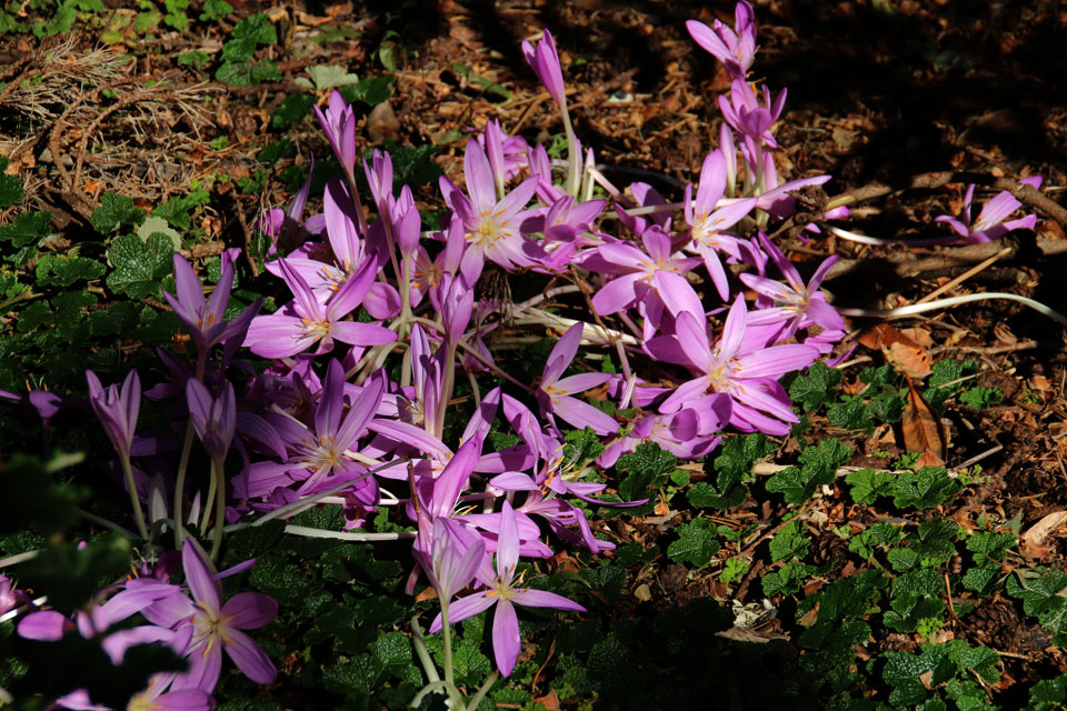 Безвременник осенний (Colchicum autumnale) 